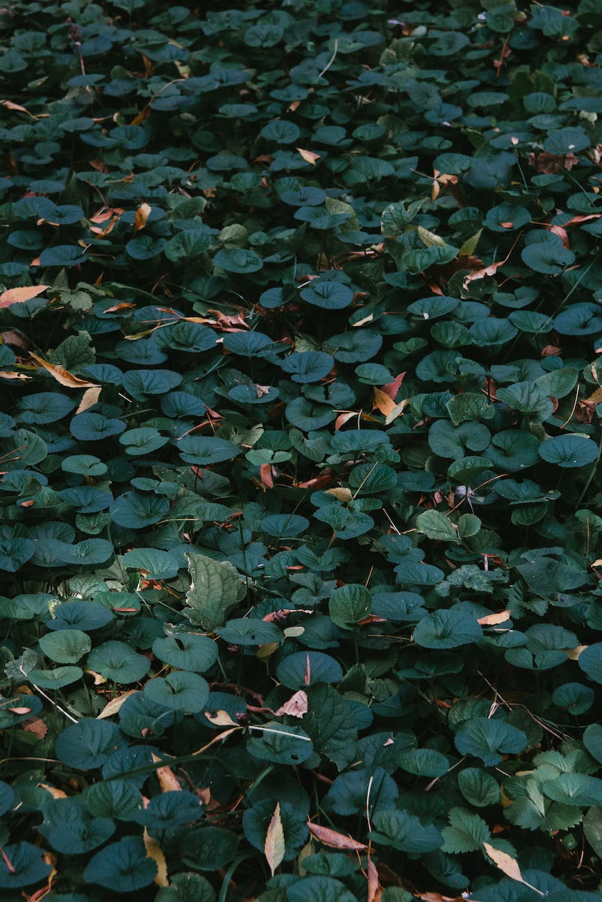 green dichondra repens leaves on the ground